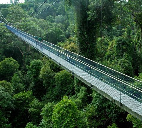 Located in macritchie reservoir park, the macritchie nature trail encompasses a series of boardwalks and hiking paths between 2 and 7 miles (3 and 11 kilometers) long that wind throughout. Mac Ritchie Nature Trail in Singapore