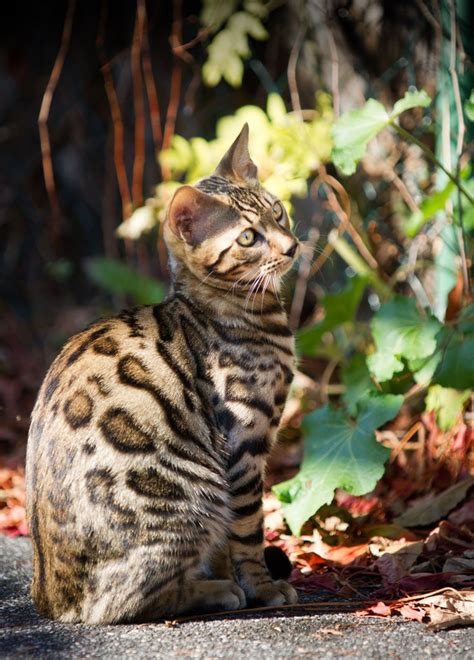 Keep your cats safe from all outdoor hazards while enjoying fresh outdoor air using outdoor cat enclosure! Free Bengal Kitten climbing on Tree Stock Photo ...