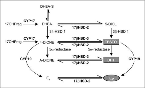 Simplified Schematic Representation Of Sexsteroid Biosynthesis Download Scientific Diagram