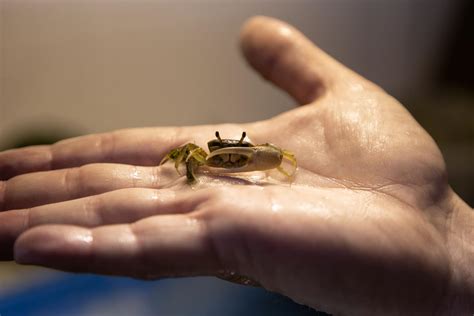 Fiddler Crab Image Eurekalert Science News Releases