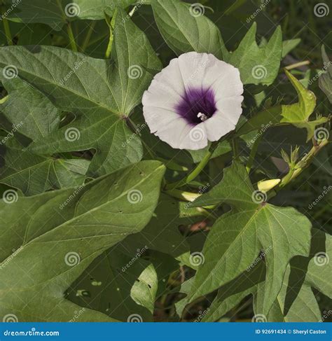 Purple Sweet Potato Flower On Vine Stock Photo Image Of Freshness