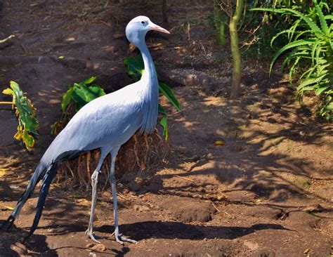 Blue Crane South Africas National Bird Also Known As The Flickr