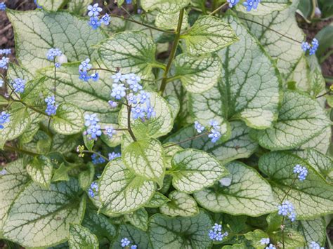 Brunnera Macrophylla Jack Frost Serbian Bugloss — Ted Collins Tree