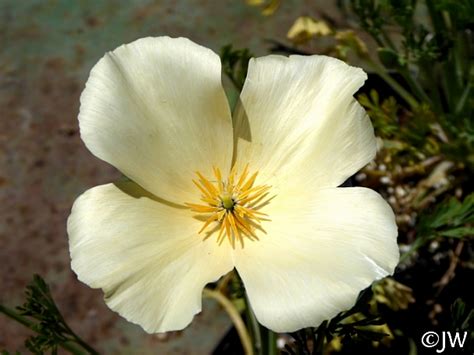 Eschscholzia Californica Cream Colored Flowers California Flora Nursery