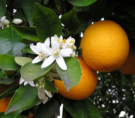 Orange Blossom Absolute Victorie Inc