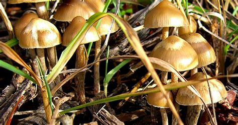 Magic Mushrooms Could Help Smokers Quit Cbs News