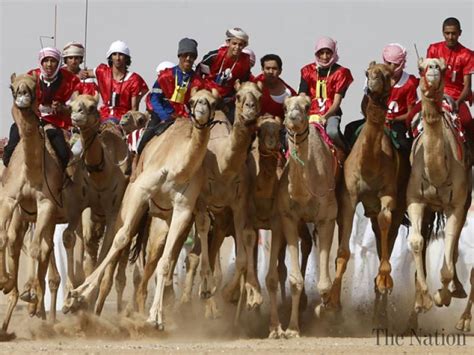 The religion of islam ha. UAE culture festival camel
