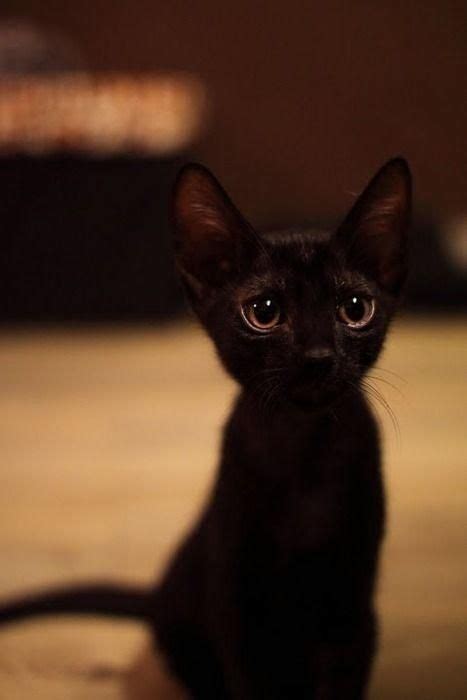 Cutest Little Black Kitten 1 ω