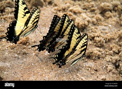 Western Tiger Swallowtail Butterflies On Sand Stock Photo Alamy