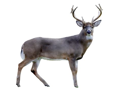 Reindeer White Tailed Deer Royalty Free Stock Photography Png