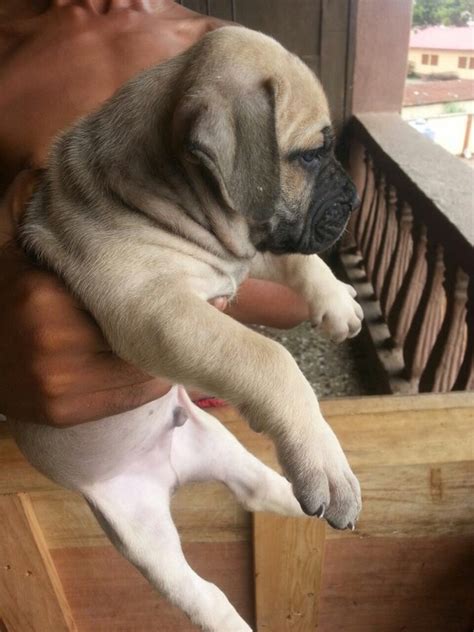 Mixed breed boerboel puppies from purebred father and shepherd mix mother. Rottweiler Pedigree Puppies/boerboel - Pets - Nigeria