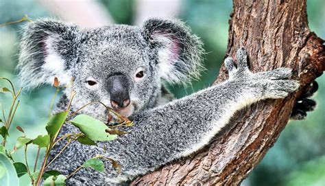 Focus on 'umbrella' species could save more Aussie animals - Futurity
