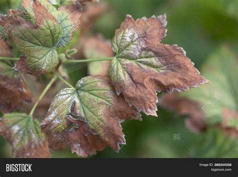 Blackcurrant Leaf Image And Photo Free Trial Bigstock