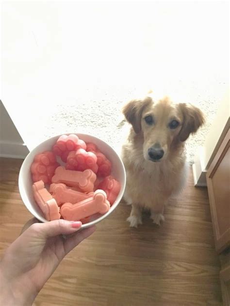 Diy Watermelon Pupsicles Mad Pup Life Diy Dog Treats Easy Treats