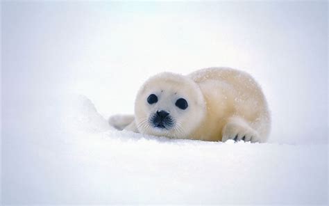Cute Baby Seal Snow Wallpaper 1680x1050 146917 Wallpaperup