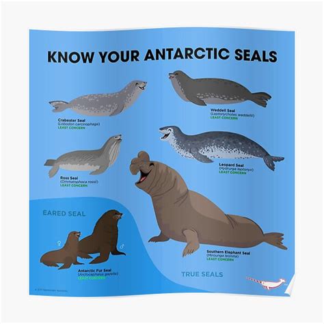 Know Your Antarctic Seals Poster For Sale By Pepomintnarwhal Redbubble
