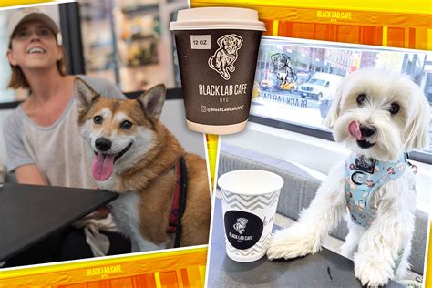 Black Lab Cafe Is Nycs First Dog Cafe Serving Human And Canines