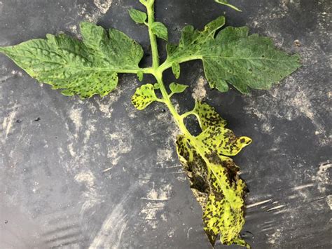 Septoria Leaf Spot Of Tomato Nc State Extension Publications