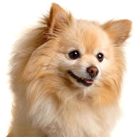 Check spelling or type a new query. Cute Pomeranian Puppy Picture