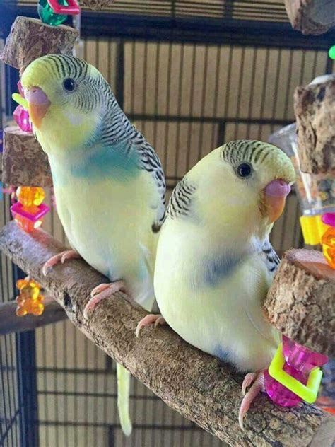The wild budgie is about 18 centimetres long and it is very tiny in comparison to our favourite pet or. Periquito Australiano | 🐾 Pets Em Geral 🐾 Amino