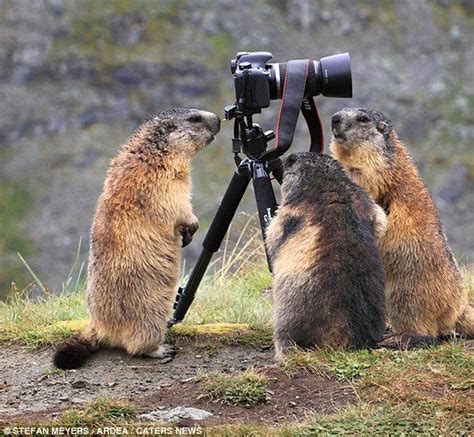Snap happy! The moment adorable marmot got behind the lens of