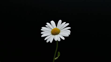 Download 2560x1440 Wallpaper Portrait White Flower Minimal Daisy