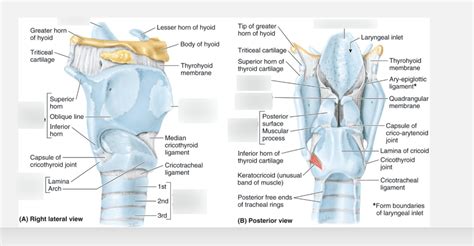Larynx Cartilage Labeling Diagram Quizlet