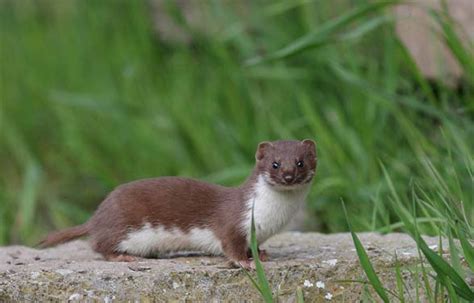 Check spelling or type a new query. Łasica, łaska (Mustela nivalis) | | DinoAnimals.pl