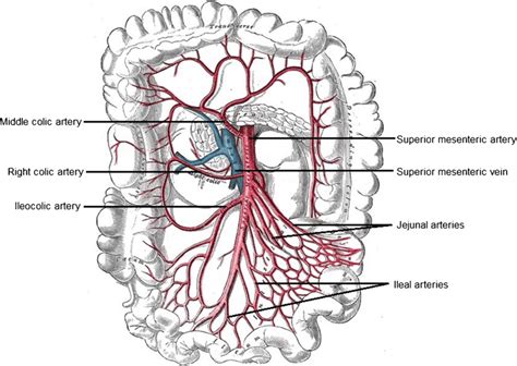 Superior Mesenteric Artery Diagram