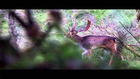 Fallow Deer Mating Season Full Hd Youtube