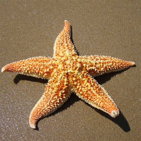 2pcs 16cm Natural Starfish Natural Thorns Sea Star