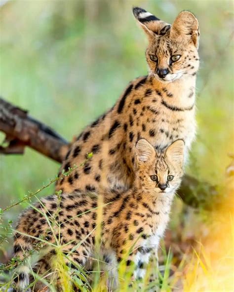 Pin Von Avrtatiana Auf Big Cats Tierfotografie Wilde Tiere Serval