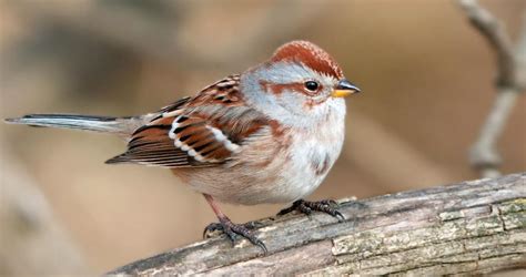 American Tree Sparrow Identification All About Birds Cornell Lab Of