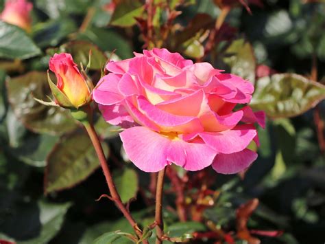 Edelrose Pink Paradise Finde Deine Neue Rose Online Ratgeber