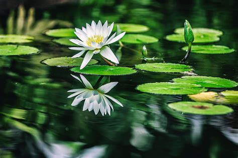 Water Lilies Water Lilies Flowers Hd Wallpaper Peakpx