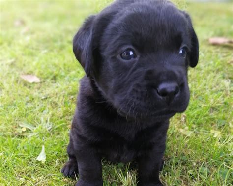 Banca dati dell'anagrafe animali d'affezione. CUCCIOLI LABRADOR CON PEDIGREE | Vendita Cucciolo a Napoli
