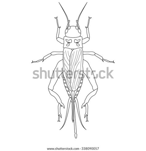 cricket. grig. Gryllus campestris. Sketch of cricket. cricket isolated on white background ...