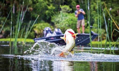 Over 320 pages of notes and maps from the pro's and guides across alabama. The Ultimate Beginners Guide To Bass Fishing - Best tips ...