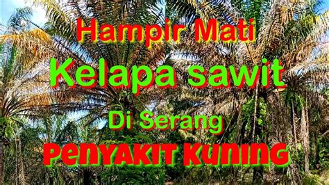 Kelapa Sawit Terserang Penyakit Kuning II Sangat Mematikan ...