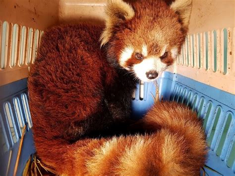 Red Pandas As Pets Everything You Need To Know Paradise Wildlife Park