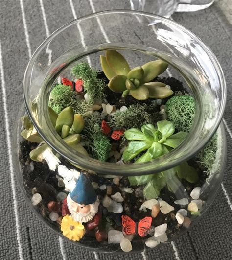 19 Eye Catching Terrarium Plants For Your Miniature Garden Insteading