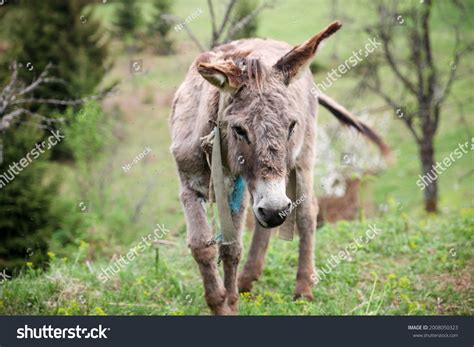 4332 Donkey Foal Images Stock Photos And Vectors Shutterstock