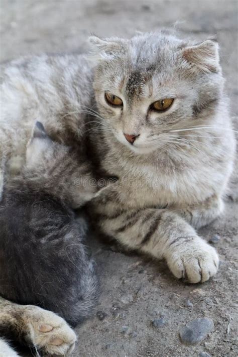 Portrait Of A Cat With Small Ears And With Little Kitten Stock Image