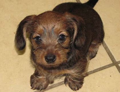 These playful, loving dachshund mix puppies are a cross between a dachshund and another dog breed. Dorkie - Yorkshire Terrier and Dachshund Mix