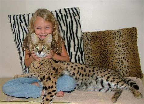 You really can not go by the weight of the savannah cat. Pets: Savannah cat - Cat breeds-