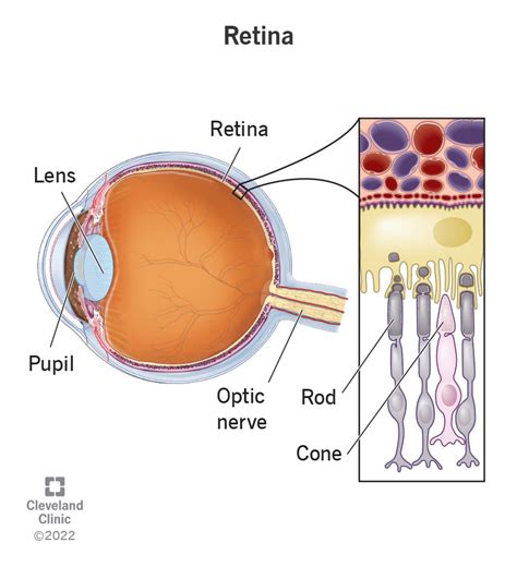 Retina Anatomy Function And Common Conditions Human Eye Definition