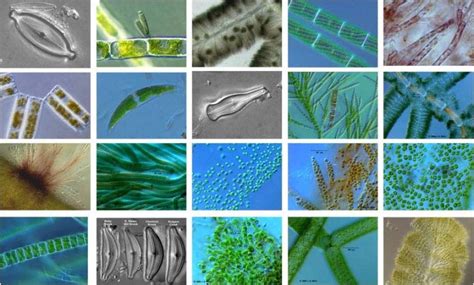 What Is Algae