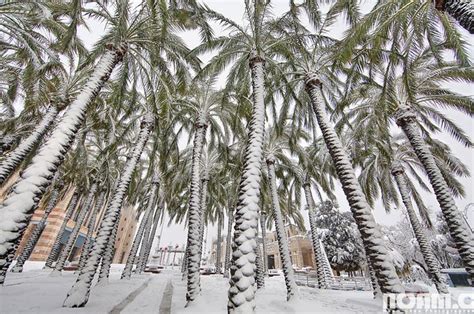 20 Spectacular Sights From The Israeli Winter And Spring Palm Trees