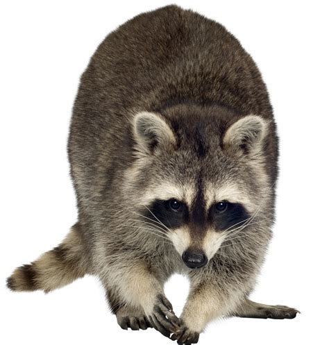 Raccoon Head Clipart Racoon Vector At Collection Of