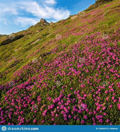 Pink Rose Rhododendron Flowers On Early Morning Summer Mountain Slope